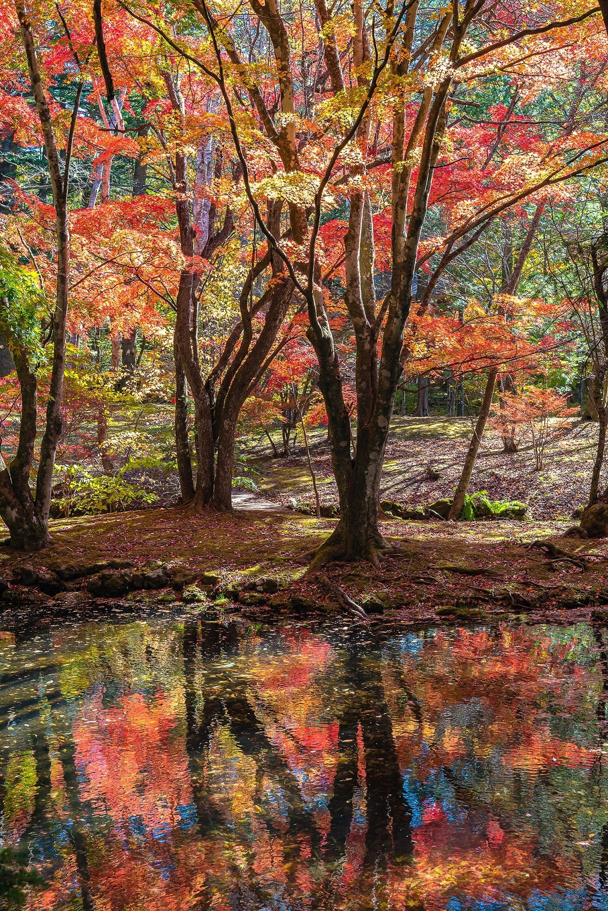 Buntes Herbstlaub